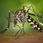Concern in France over risk of chikungunya virus