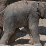Zoo launches contest to name baby elephant