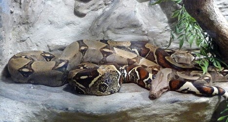 Mystery boa constrictors terrorize French town