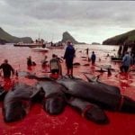 Do Danes... kill dolphins? <br>
This is a result of the “Denmark dolphin slaughter” story that has been making the rounds for years. There are just two little problems here: one, it’s not Denmark, and two, they’re not dolphins. In the Faroe Islands, an autonomous member of the Kingdom of Denmark, pilot whales are killed for meat in a hunt that has been deemed sustainable by international standards. But hey, why let facts get in the way of a good story?