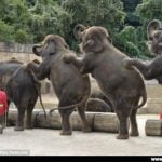 Elephants around the world celebrated King Juan Carlos's abdication with a festive conga.