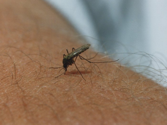 7.The mosquitoes. <br>This is Midsummer, not Halloween! But it's summer and it's wet and the troops of blood-suckers are on the march. You insist on wearing your summer gear, which means your arms and legs will be covered by big red welts...Photo: Lennart Nygren/TT