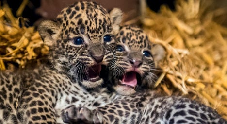 French zoo sees birth of rare Sri Lankan leopards