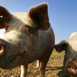 Pig import bans loom over swine fever risk