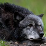 €5,000 bounty offered for Tuscan wolf killer
