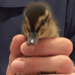 Abandoned baby duck rescued by police