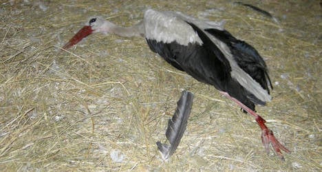 Injured stork rescued from road accident