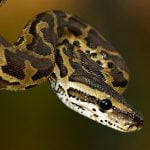 Geneva snake smuggler apprehended in Basel