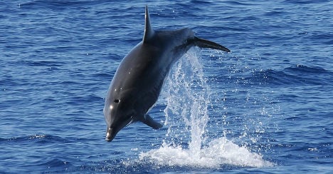 WWF calls for Canary Islands whale sanctuary