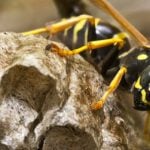 89-year-old killed in horror wasp attack