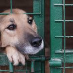 Animal lovers fight ‘cruel’ put-down rule for strays