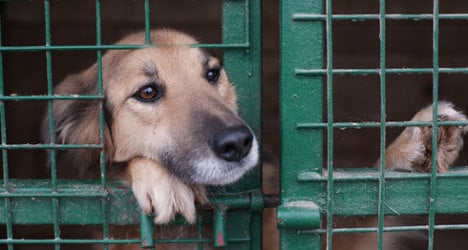 Animal lovers fight 'cruel' put-down rule for strays
