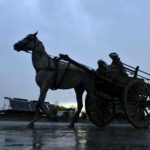 Spanish village turns horses into garbage men