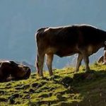 Austria opposes new EU bio farm rules