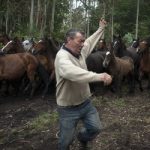 Spain’s horse whisperers round up wild beasts