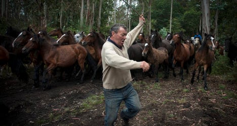 Spain's horse whisperers round up wild beasts