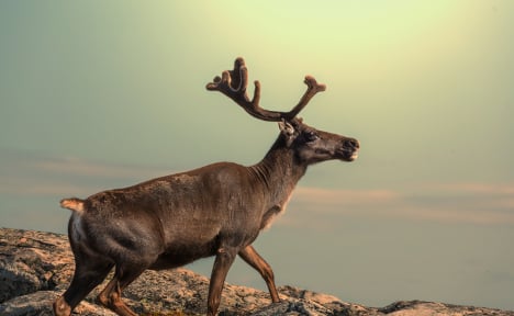 Norway’s reindeers thrive in climate change