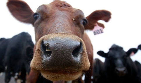 Swedish police warn of rogue pregnant cow