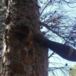 Civil war bomb stuck in pine tree for 75 years