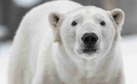 Inquest finds poor safety in boy's polar bear death