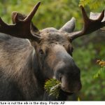 Swedish cops elect not to shoot ‘angry elks’