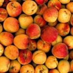 In Austria apricots are called Marillen, in Germany, Aprikosen. The Austrian word has its origins in the Slavic languages. There are many differences in names for food in Austria and Germany. Tomatoes are not Tomaten, but Paradeiser. Photo: APA