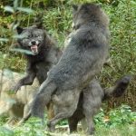 <b>"Faire la danse du loup":</b> – This expression which literally means "Doing the wolf dance" apparently stems from the 16th century, but we think it’s about time it was brought back into fashion.Photo: Shutterstock
