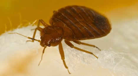 French cities struggle with bedbug infestations