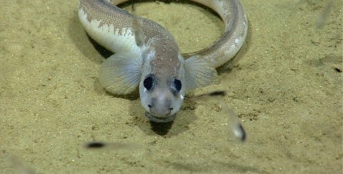 World’s oldest eel dies in Swedish well