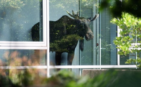 Elk freed from Dresden office building