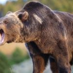 Swede mauled in bear hunt gone wrong