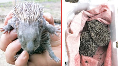 Abandoned baby hedgehogs rescued