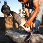 Spanish hotel giant signs up to shark fin ban