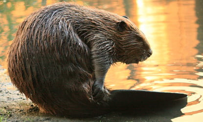 Family attacked by beaver whilst paddling