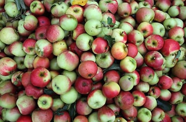 Austrians asked to 'eat more apples'