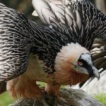 Villagers reject hydro plant to protect vultures
