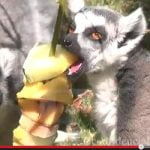 Madrid lemurs feast on iced fruit to stay cool