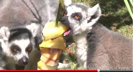 Madrid lemurs feast on iced fruit to stay cool