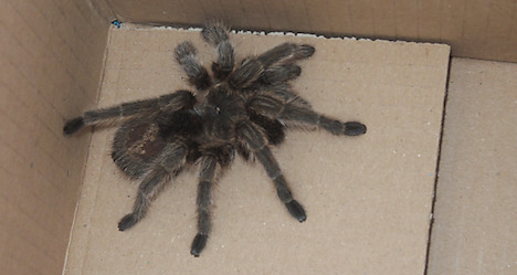 Tarantula captured in Schwanenstadt