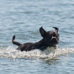 Hero dog dies after saving drowning boy