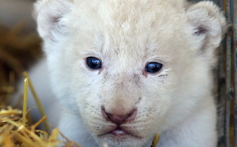 Newborn white lion cubs are pride of the circus
