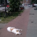 And it isn't always inanimate objects that spoil bike riders' fun. Here, a dog lounges in the way.Photo: thingsonbikelanes/tumblr