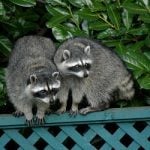 <b>Raton laveur (racoons):</b> These cute little animals are pretty clean: The French even call them “little washing rats”. Photo: Brendan Lally