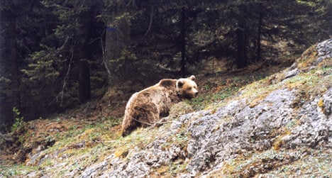 Bear outsmarts captors after attacking Italian
