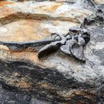 ‘Ritual destruction’ of Iron Age warriors found