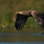 Denmark’s white-tailed eagles are soaring back