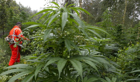 Police find €20 million of cannabis in woods