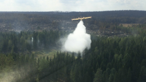 Swedish forest fire set to flare up again