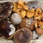 Holidays financed with black market mushrooms