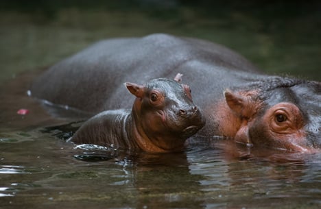 Baby hippo born at Copenhagen Zoo
